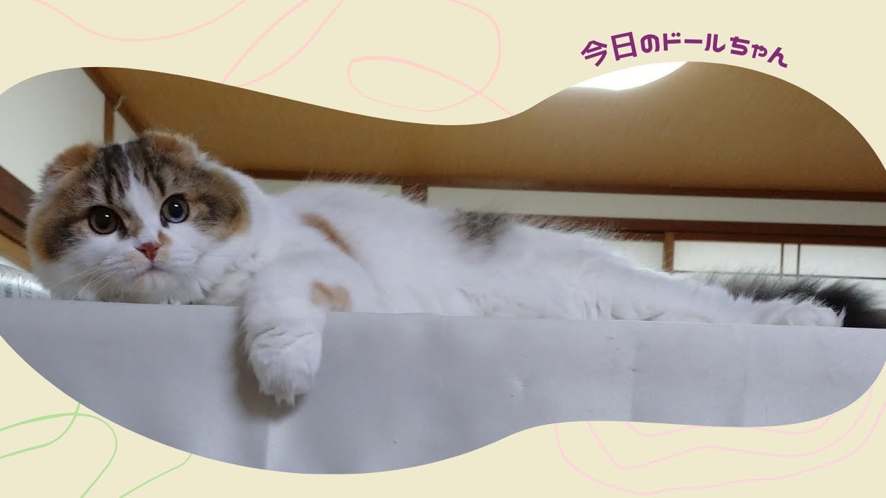 噛む姿も可愛い?ドールの日課【スコティッシュフォールド 子猫】