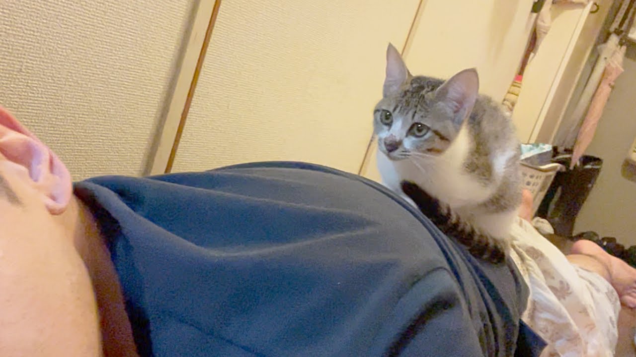 どうしてもかまってほしい寂しがり屋な子猫…笑