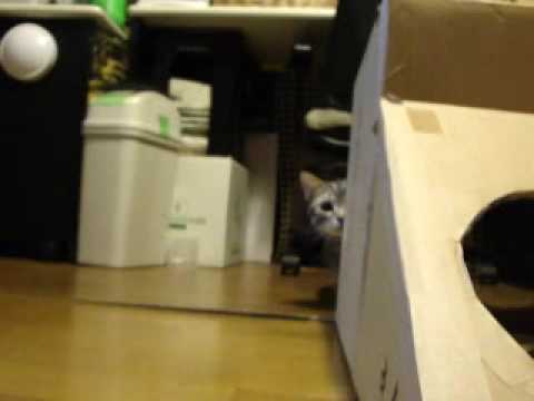 アメショのコテツ ロックオン！