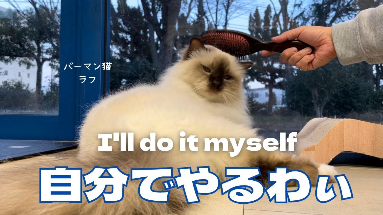 バーマン猫ラフ【自分でやるわぃ】I'll do it myself（バーマン猫）Birman/Cat