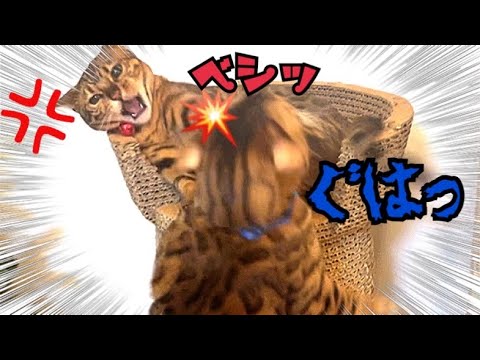 激しい夫婦喧嘩後に旦那猫が恋しくなる嫁猫ベルが可愛い