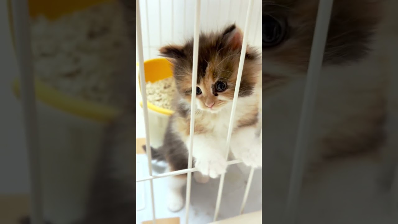 今日も出してアピールしております〜😍😍　#短足マンチカン #マンチカン #子猫 #ペット蔵人 #子猫の成長記録 #猫のいる生活 #ミヌエット #白猫 #cat #cats #shorts