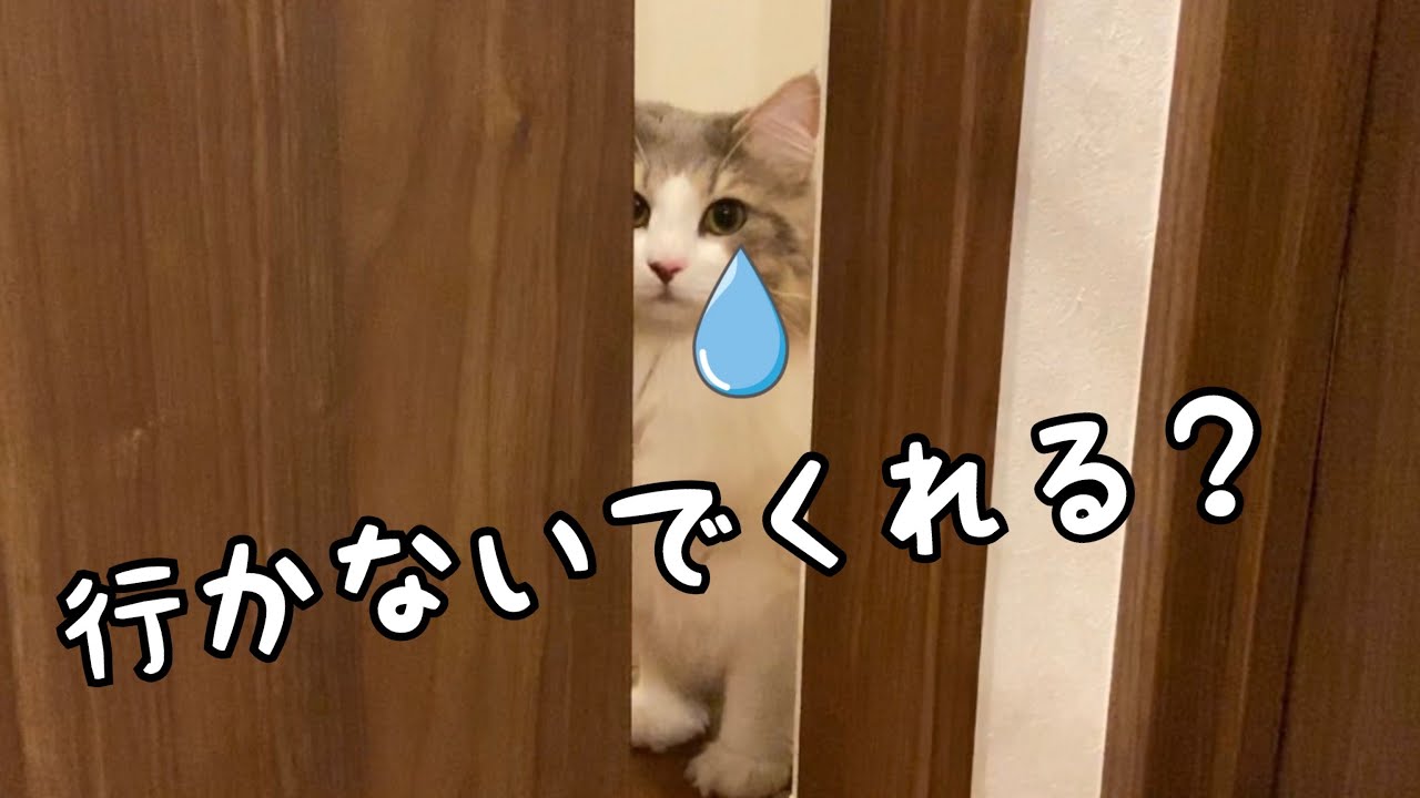 後追いがすごい猫とのモーニングルーティン【ノルウェージャンフォレストキャット】ありがとう@ShedarCh