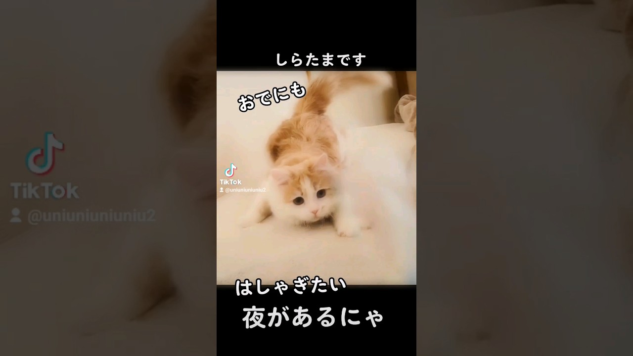 【子猫】発散したい猫 #ラガマフィン #猫動画 #cat #shorts
