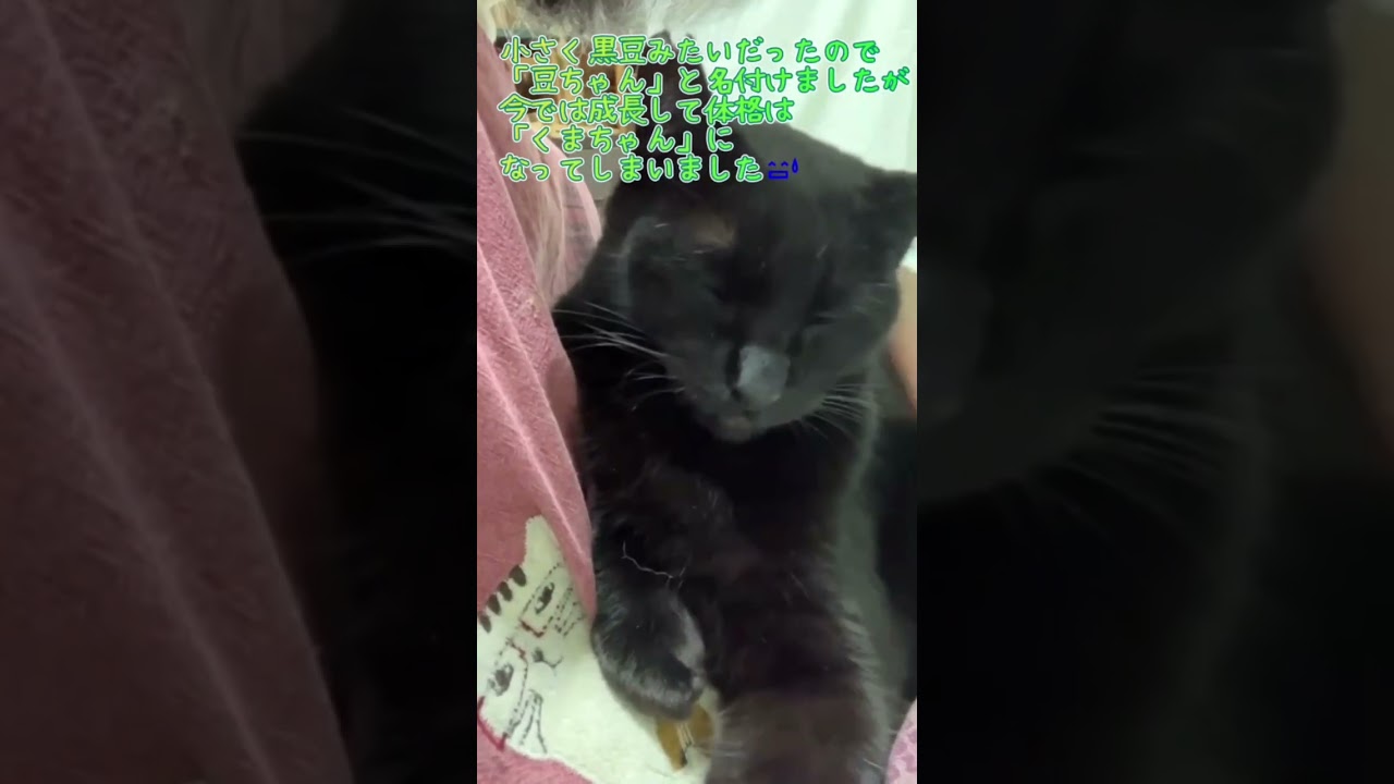 黒くまさん？！いえいえ甘えん坊の豆くんですよ❤️