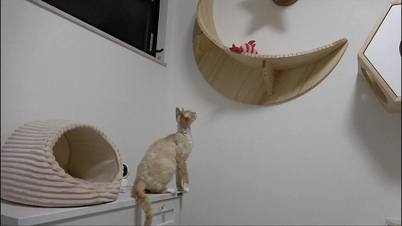 海老さんのレスキューをしたいけど、今日はやる気が出ないデボン猫です
