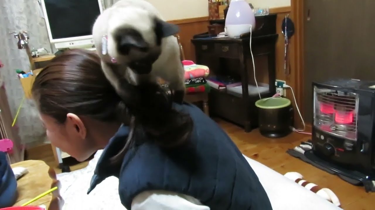 保護猫シャム、いたずら盛り