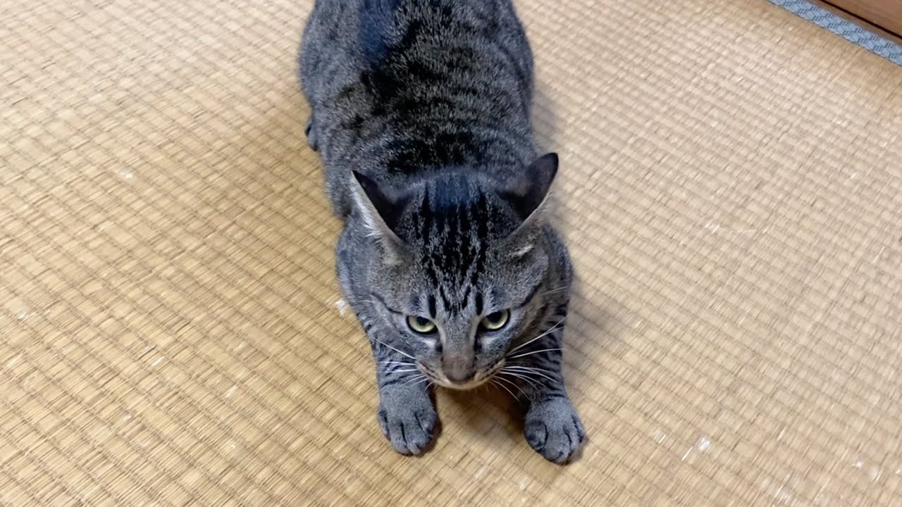 子猫が甘えにきたと思ったら急に凶暴化して襲いかかってきた...
