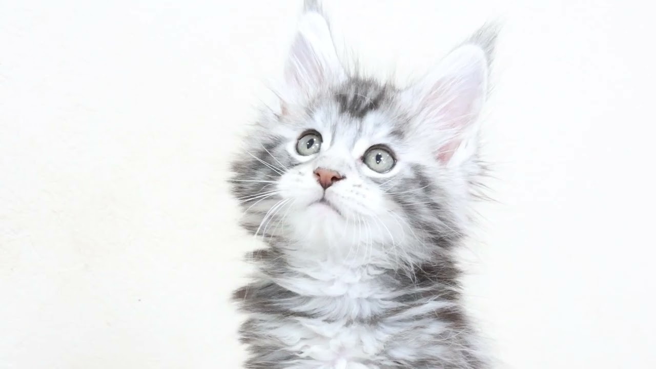 凜々しいシルバーのメインクーン子猫ルカ君