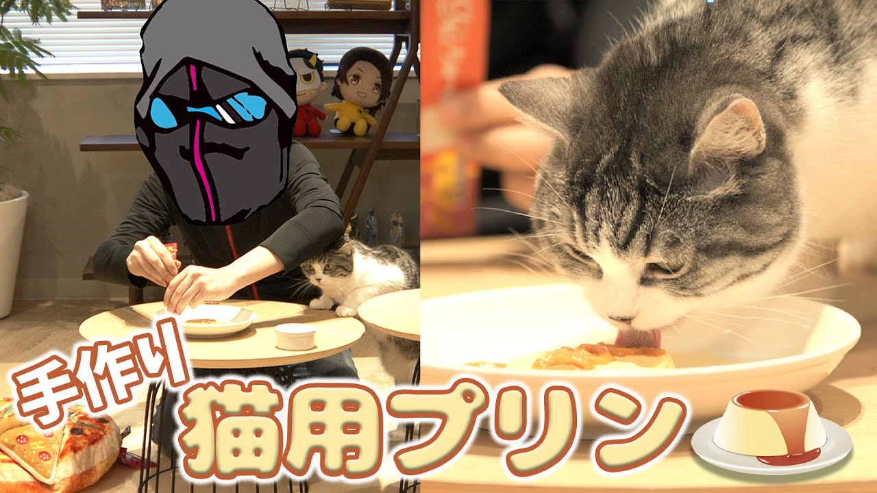 手作り猫用プリンに挑戦！【スコティッシュフォールド】