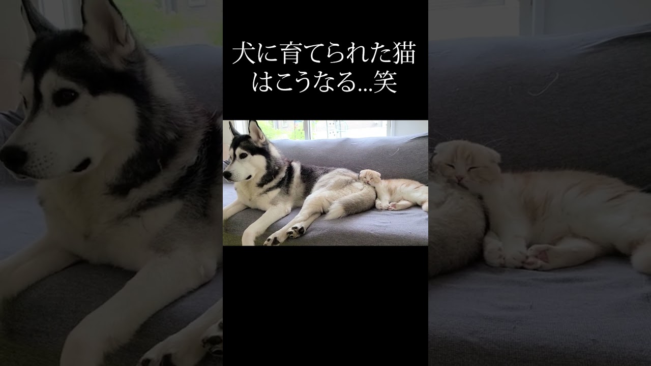 ハスキー犬に育てられた子猫はこうなる...笑#shorts
