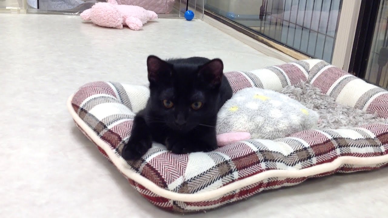 NO58337　ボンベイ　男の子　2020/7/3生まれ