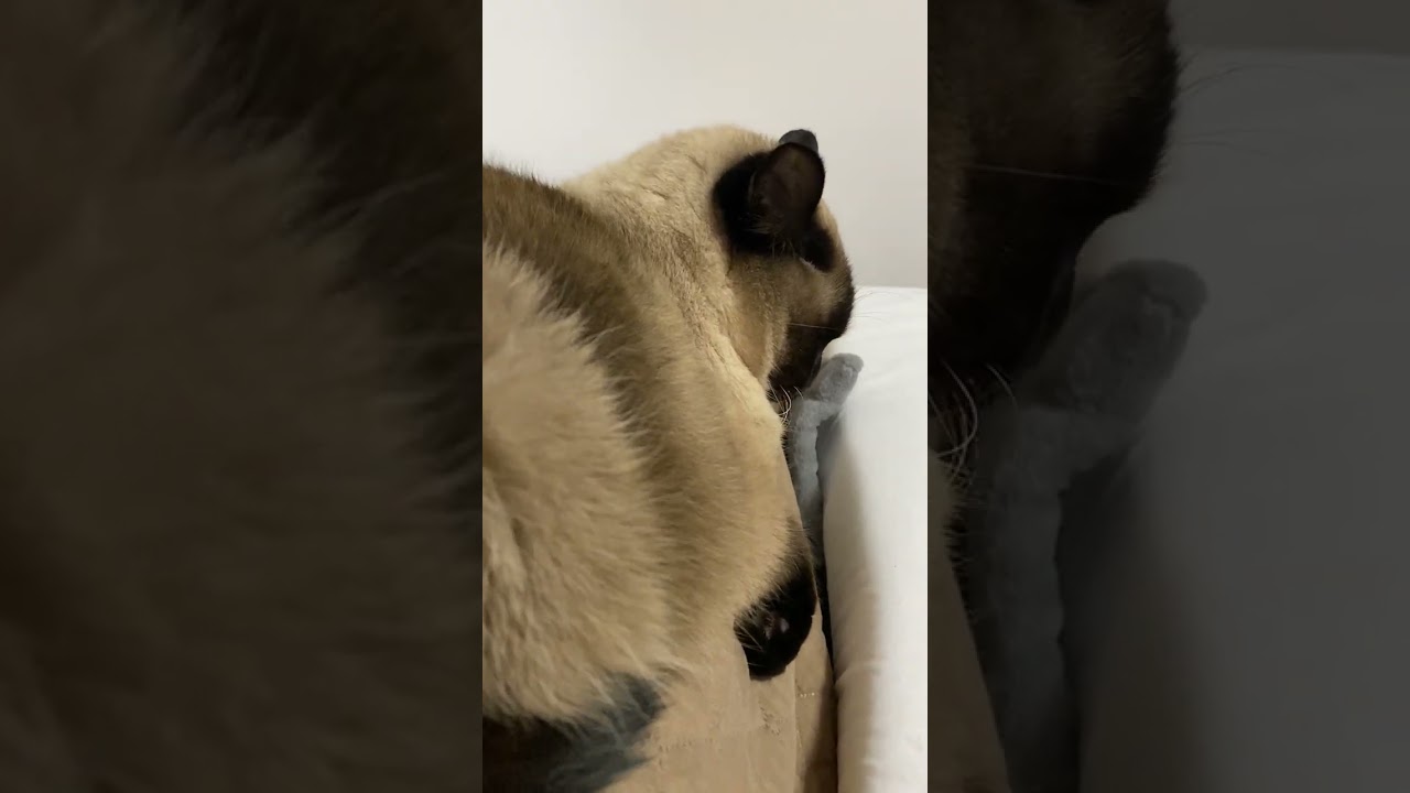 【2023.02.14】今日のシャム猫のふくさん（音無し）【たぬき猫】 #Shorts