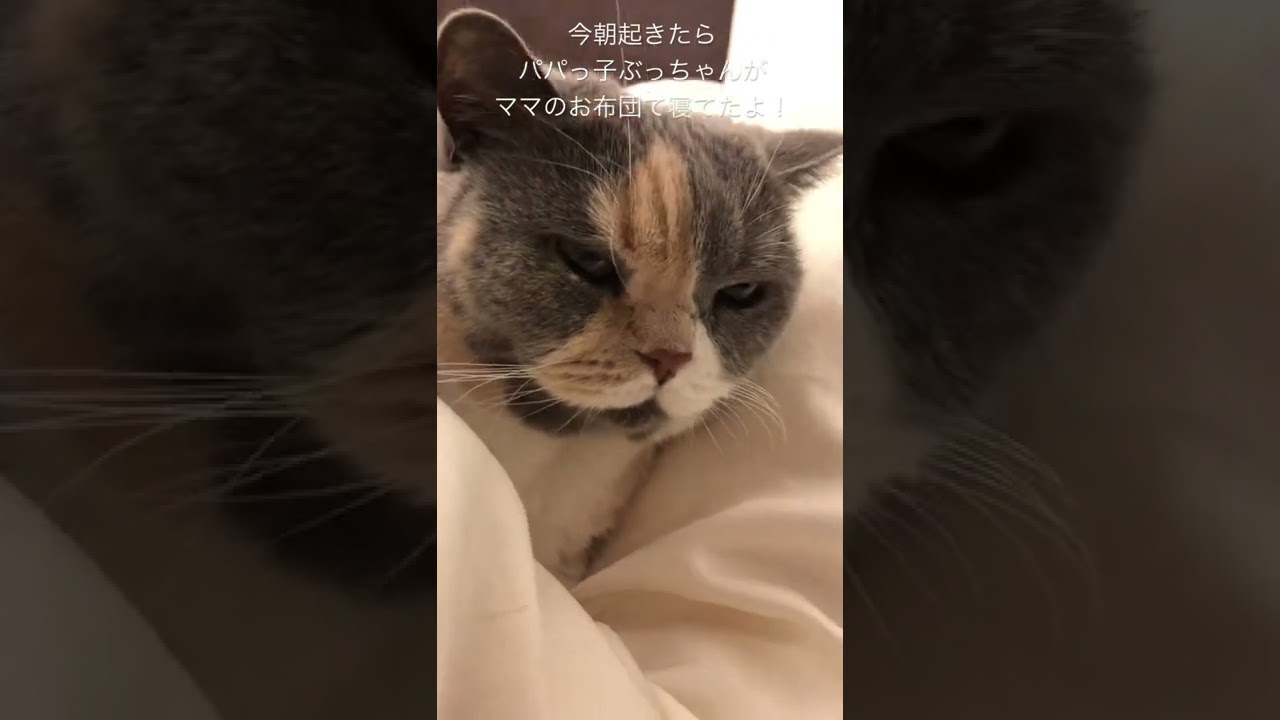 【サプライズ】目覚めたら猫が入れ替わってた‼️#shorts #セルカークレックス #ブリティッシュショートヘア #猫 #cats #britishshorthair #selkirkrex