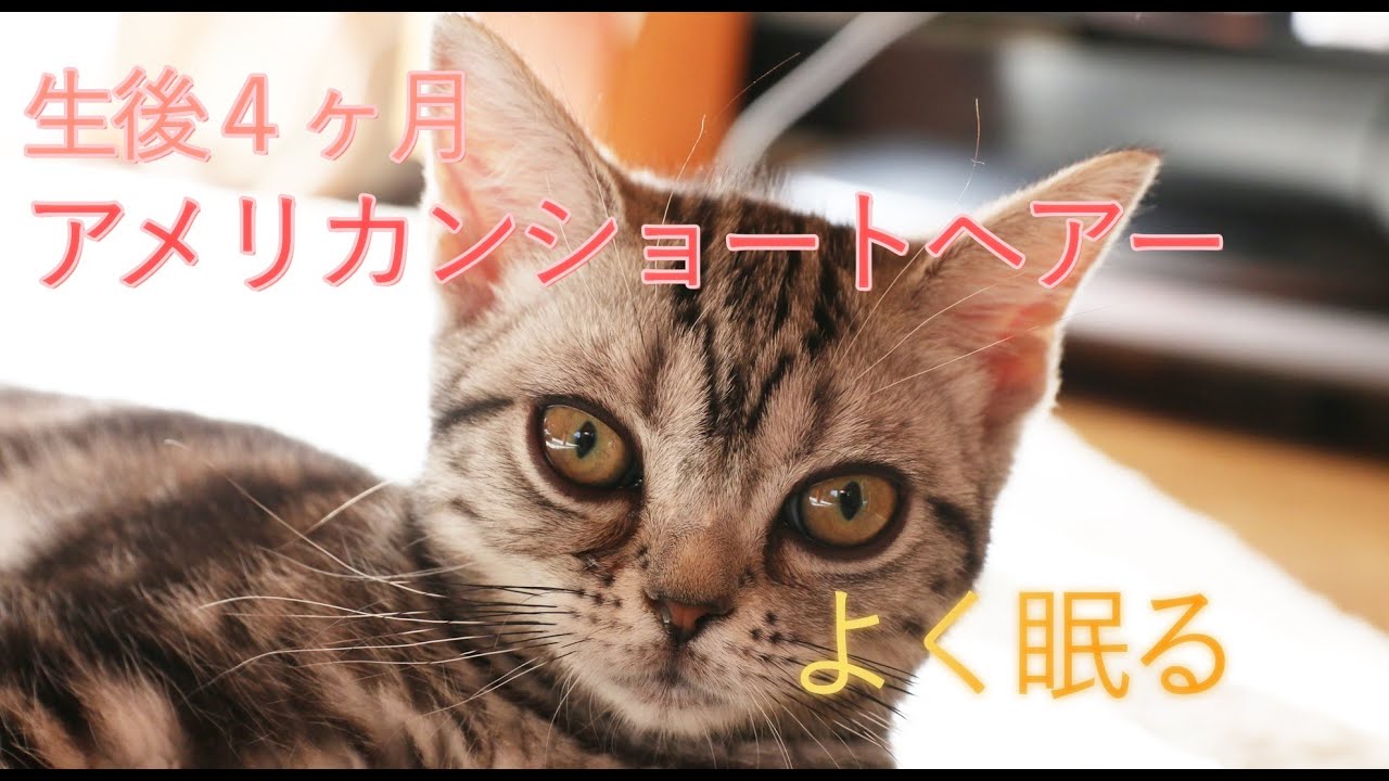 生後４ヶ月アメリカンショートヘアー「しまこ」はよく眠る
