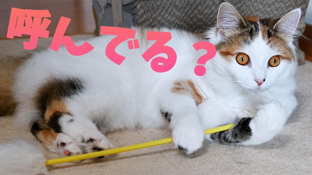 サイベリアンとラグドールのかわいい遊び！メインクーンはずっと飼い主を呼んでいます。今日もみんな仲良し！