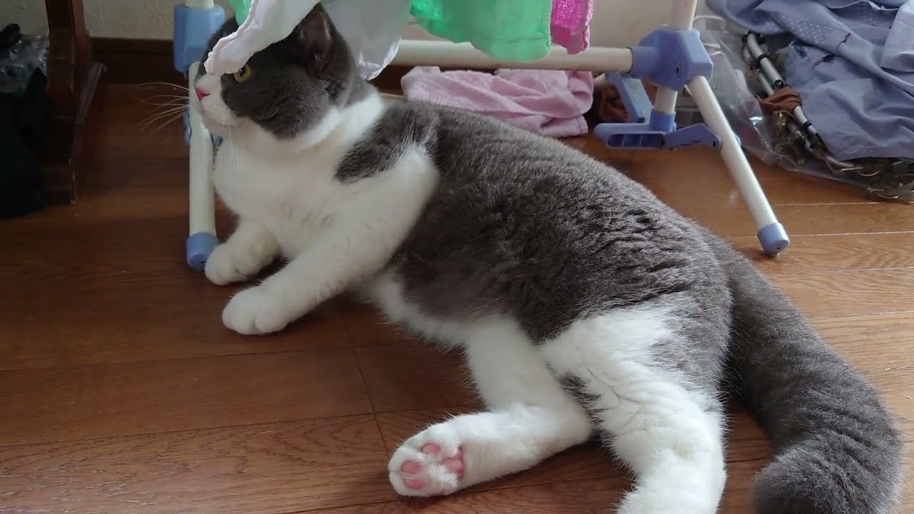 はじめまして，セルカークレックスのミーです。