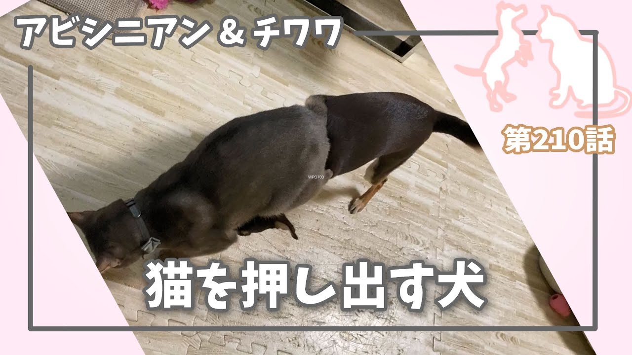 [210話] (チワワ&アビシニアン) 猫を押し出す犬