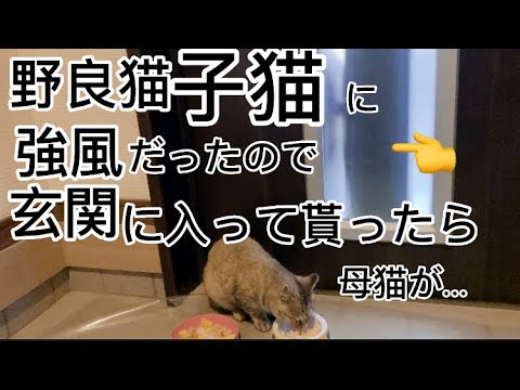 野良猫子猫に強風だったので玄関に入って貰ったら外で母猫が…#子猫 #野良猫