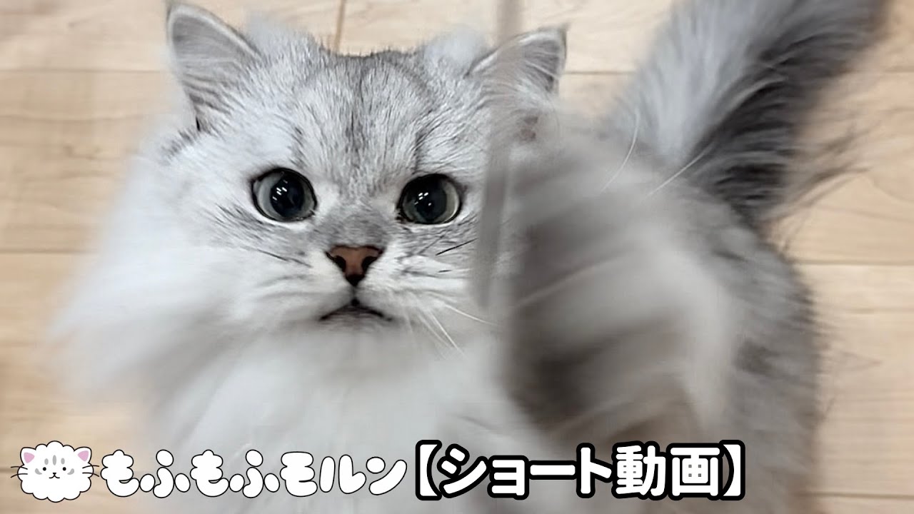 紐でテンションが爆上がりする猫 【サイベリアン】 #Shorts