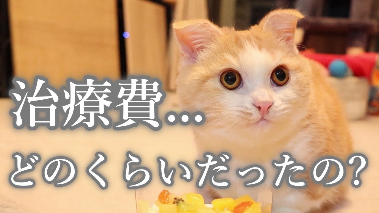 【#55 FIP治療費用】きよしの場合このくらいでした...