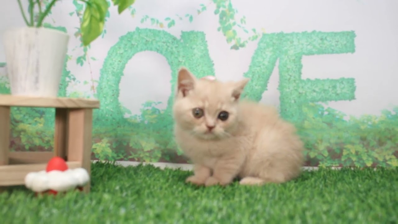 Coo&RIKU　No620191　ブリティッシュショートヘアー