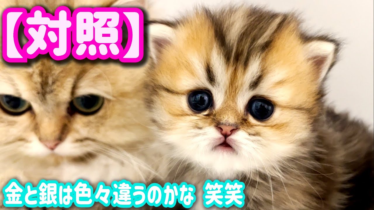 【子猫の成長記録】ペルシャの子猫ちゃん達は金と銀の違い以上に違いがある件 ∼猫のいる生活Vol.447∼ 出産動画 マンチカン短足・ミヌエット・ペルシャ猫専門ブリーダー『ペット蔵人』