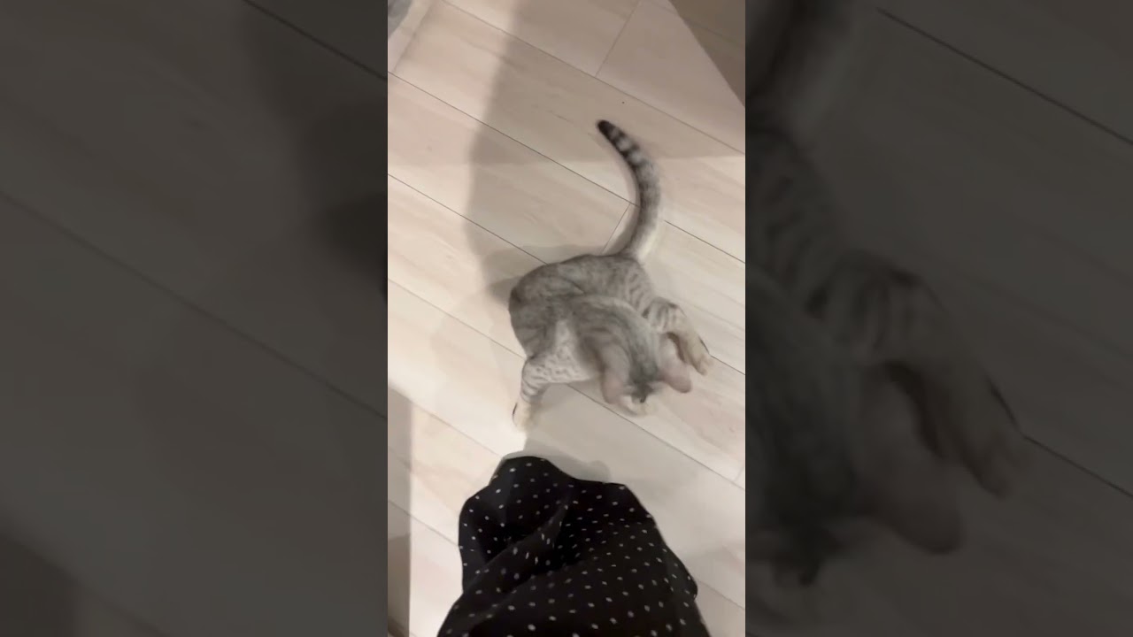 お出かけを阻止しようと激甘作戦実行してくる猫が可愛すぎる #cat #shorts #猫 #エジプシャンマウ #多頭飼い