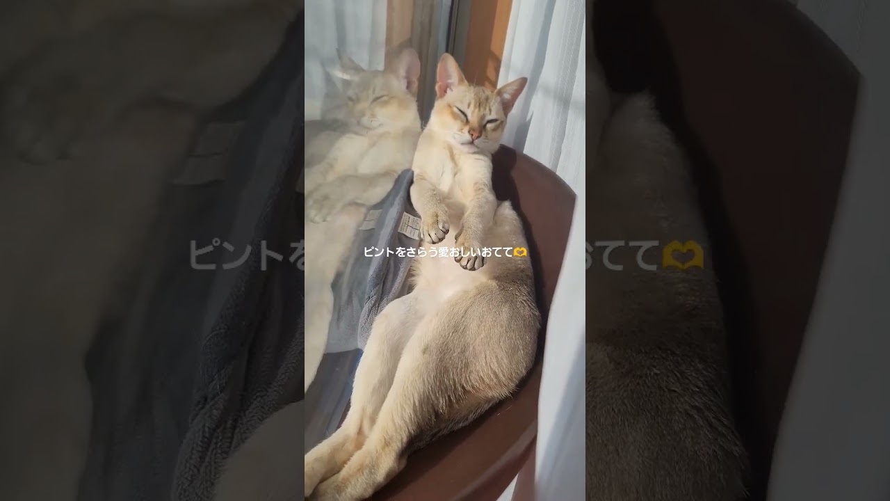 お日様で伸びきったシンガプーラ