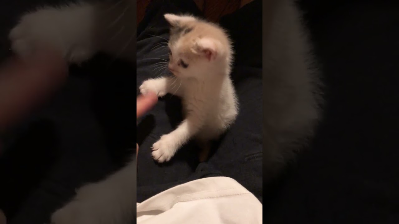 遊んでいる途中でひっくり返っちゃう子猫のぽてと#shorts