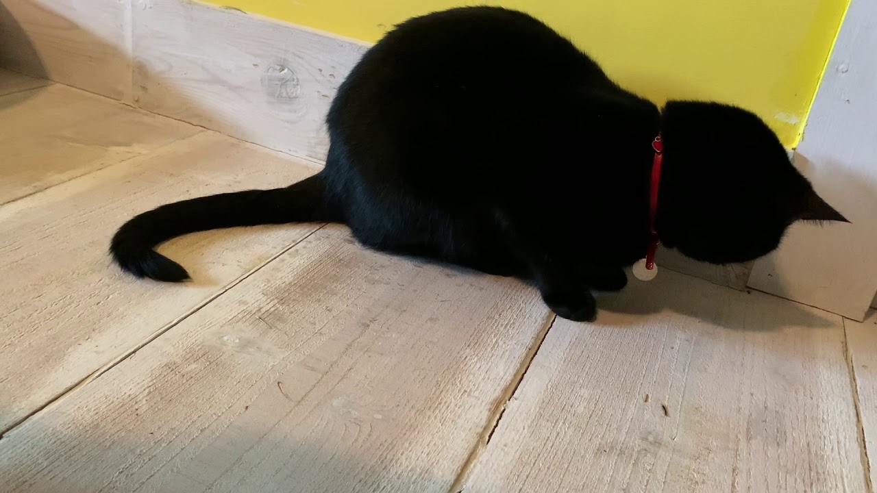 4匹の黒猫ボンベイファミリー☆小さい虫に反応する猫がおもしろい