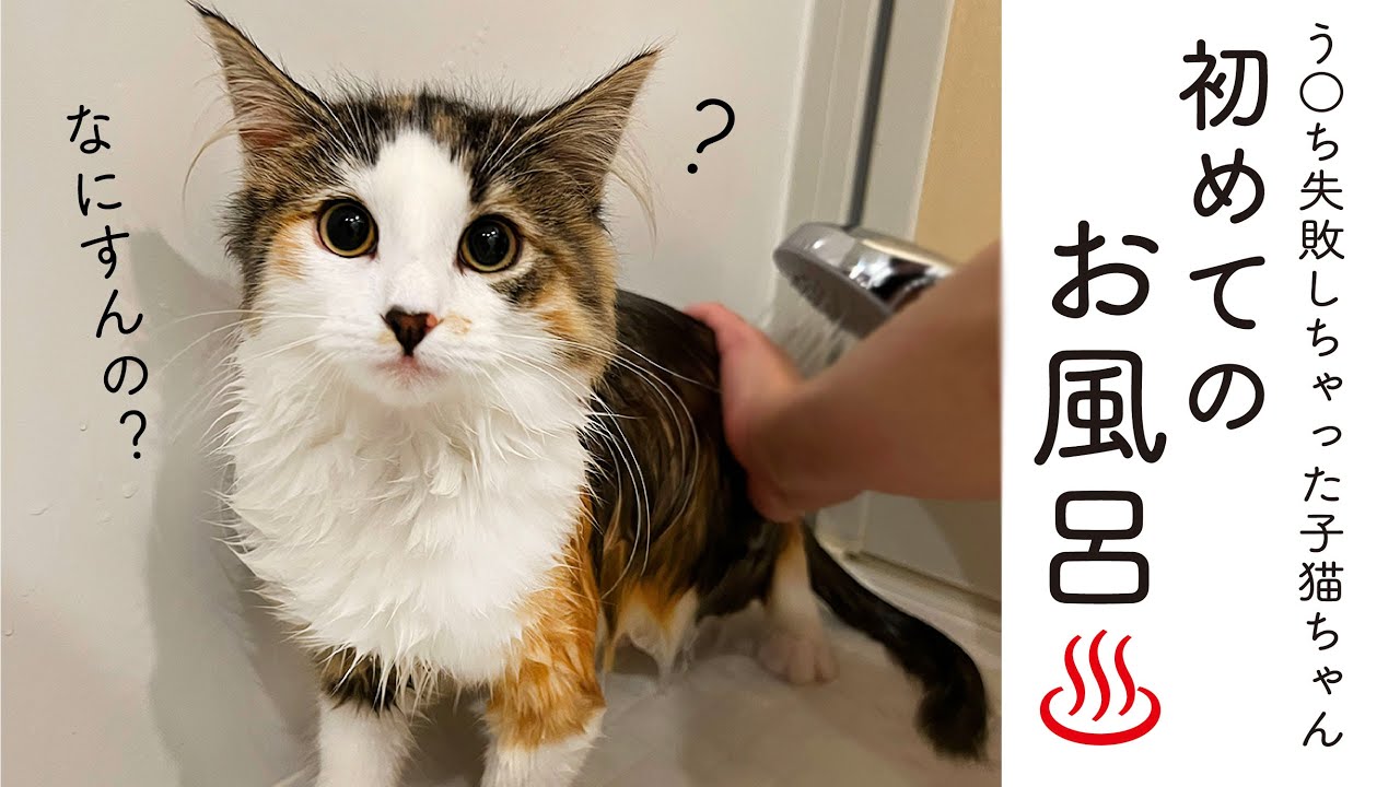 子猫の初めてのお風呂【ノルウェージャンフォレストキャット】