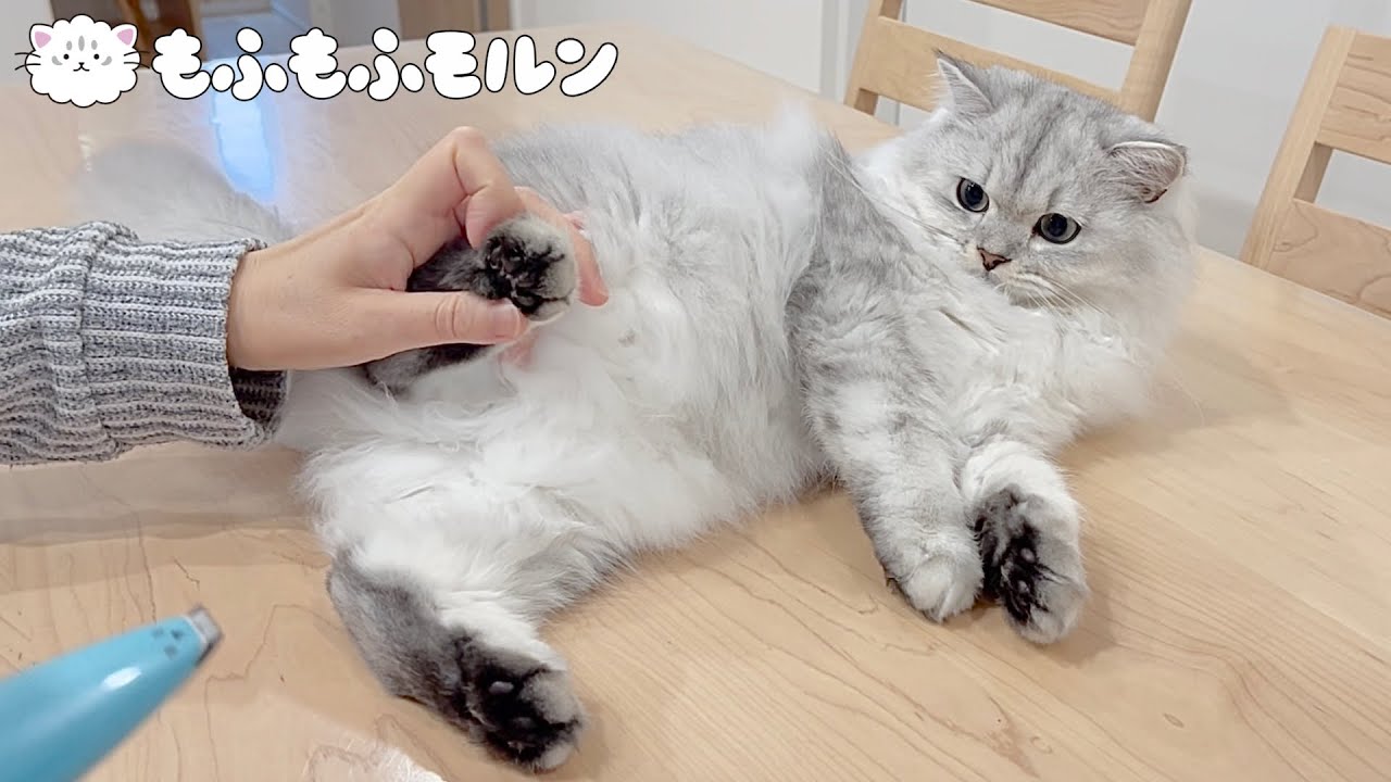 子猫の肉球まわりのバリカンがけは成功するでしょうか？【サイベリアン】