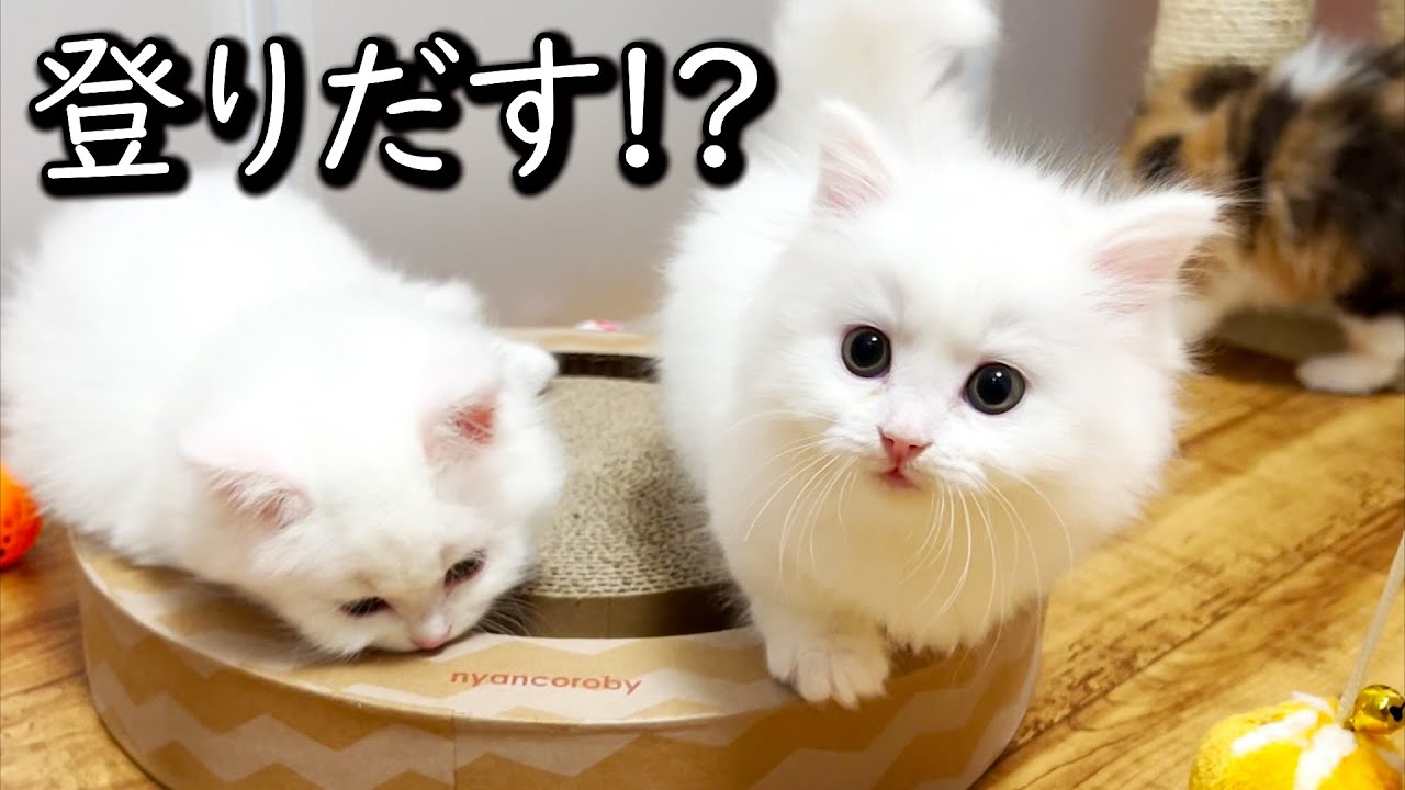 【マンチカンの子猫】子猫がついにポールを登りだしたのか！？な件 ∼猫のいる生活Vol.618∼ 出産動画 マンチカン短足・ミヌエット・ペルシャ猫専門ブリーダー『ペット蔵人』【子猫の成長記録】