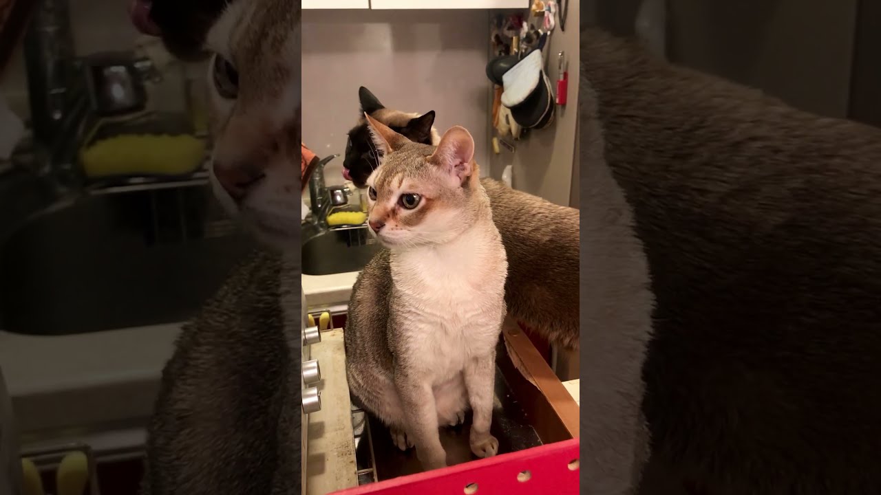 たぬき猫の行く道をさえぎっちゃうシンガプーラなのにゃ♪