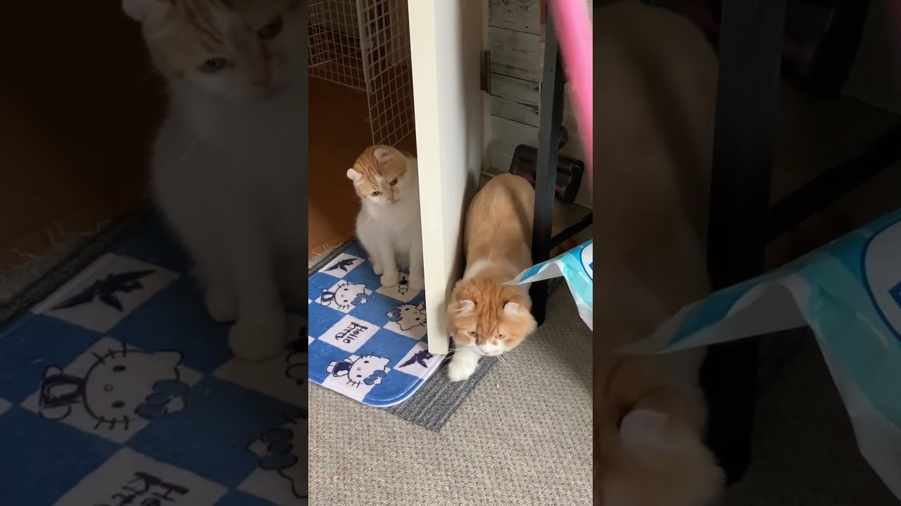 おったん？ #shorts  #猫 #アメリカンカール #cat