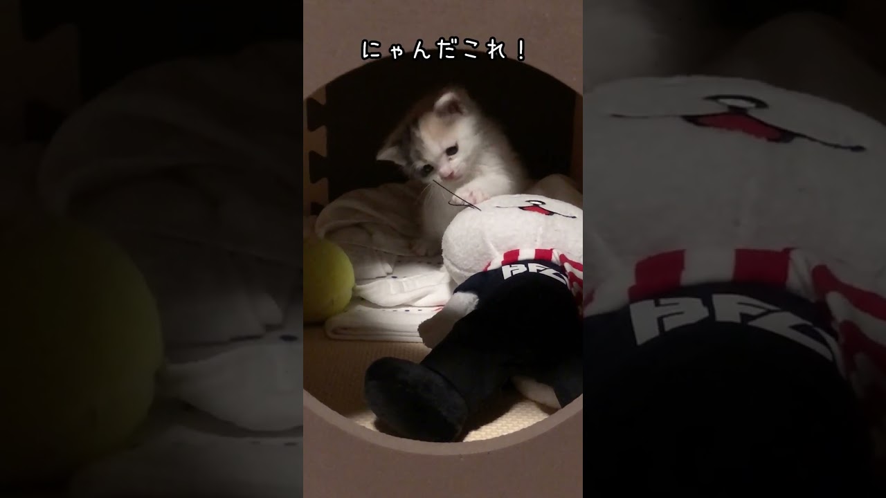 人形で遊んでいるうちに怒りだしちゃう子猫が可愛いw #shorts #子猫