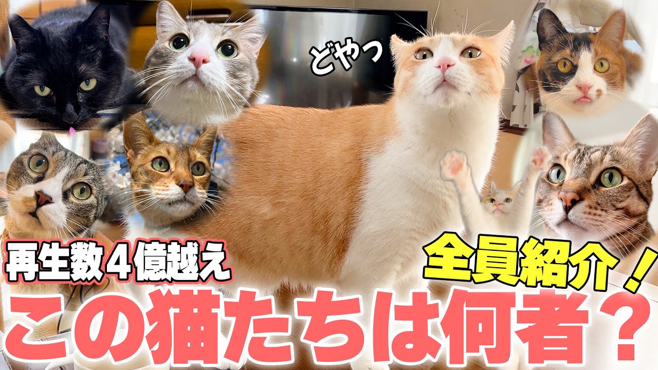 今さらですが動画に出てる猫たちについて全員紹介します！【実家＆あつし家メンバー】