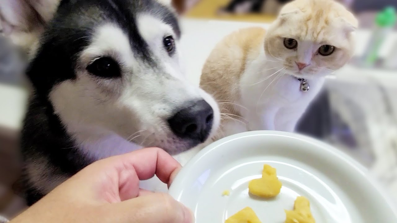 愛しの子猫とハスキー犬達にバレンタインクッキーを作ったらこうなった...笑