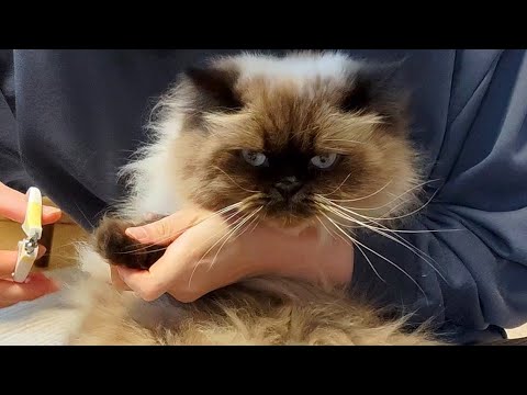 【ヒマラヤン】静かに怒りながらも爪切りさせてくれる猫【おうちサロン】