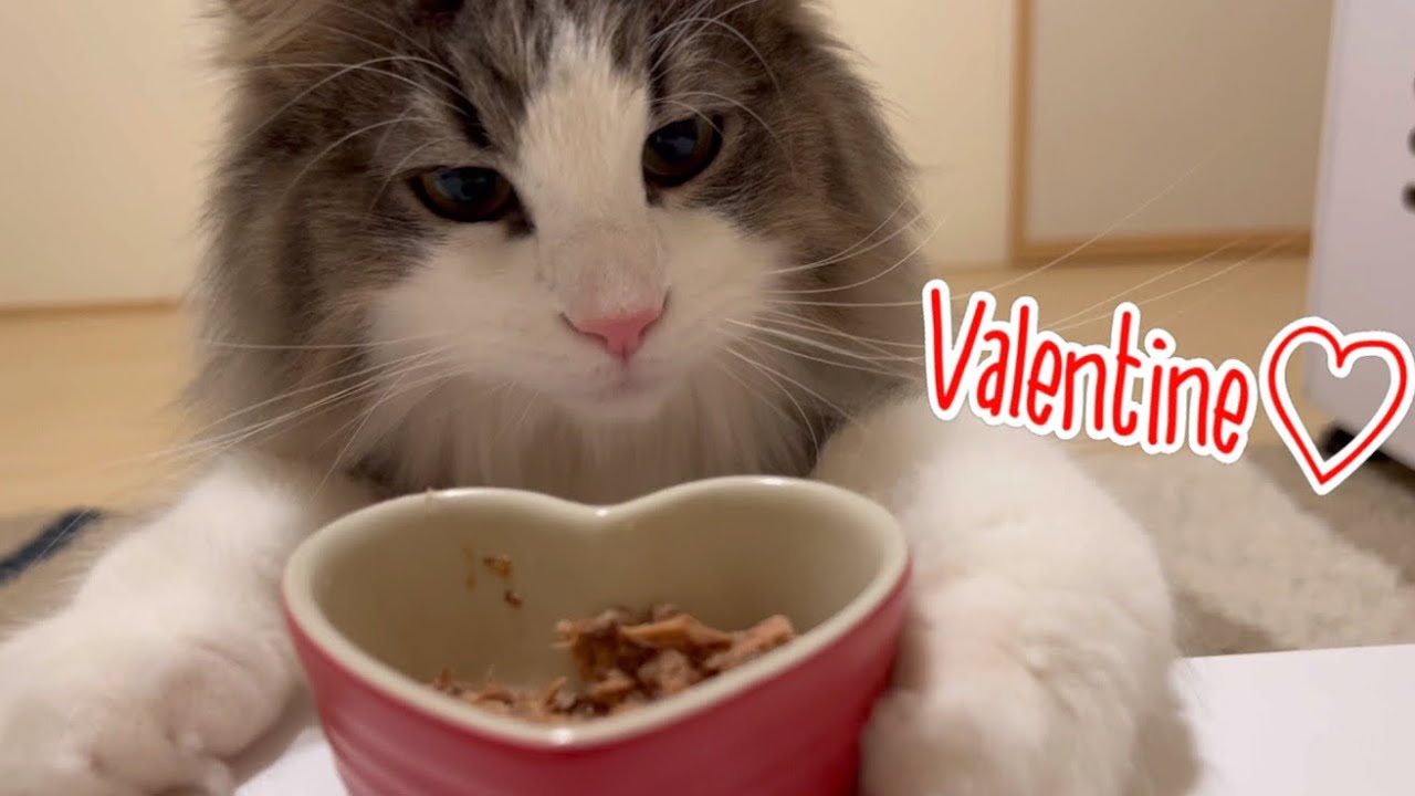 【バレンタイン💖】男の子みんなに愛を込めたプレゼント❤︎ノルウェージャンフォレストキャットとターキッシュアンゴラ