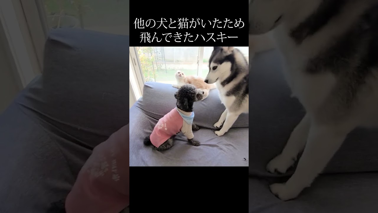 子猫のもとに秒で駆けつけた育ての親ハスキー犬...笑#shorts