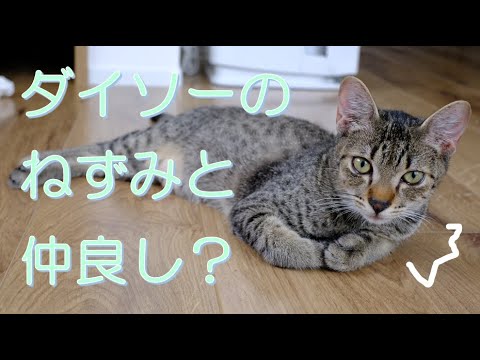 ダイソーのねずみとの戦いの続編【エジプシャンマウ】/Cat vs Rat(toy) 2