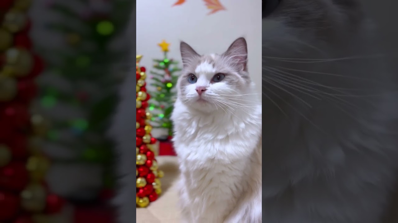 綺麗な青い瞳のラグドールのクリスマス✨ 【アリアナ・グランデとコラボ】#shorts
