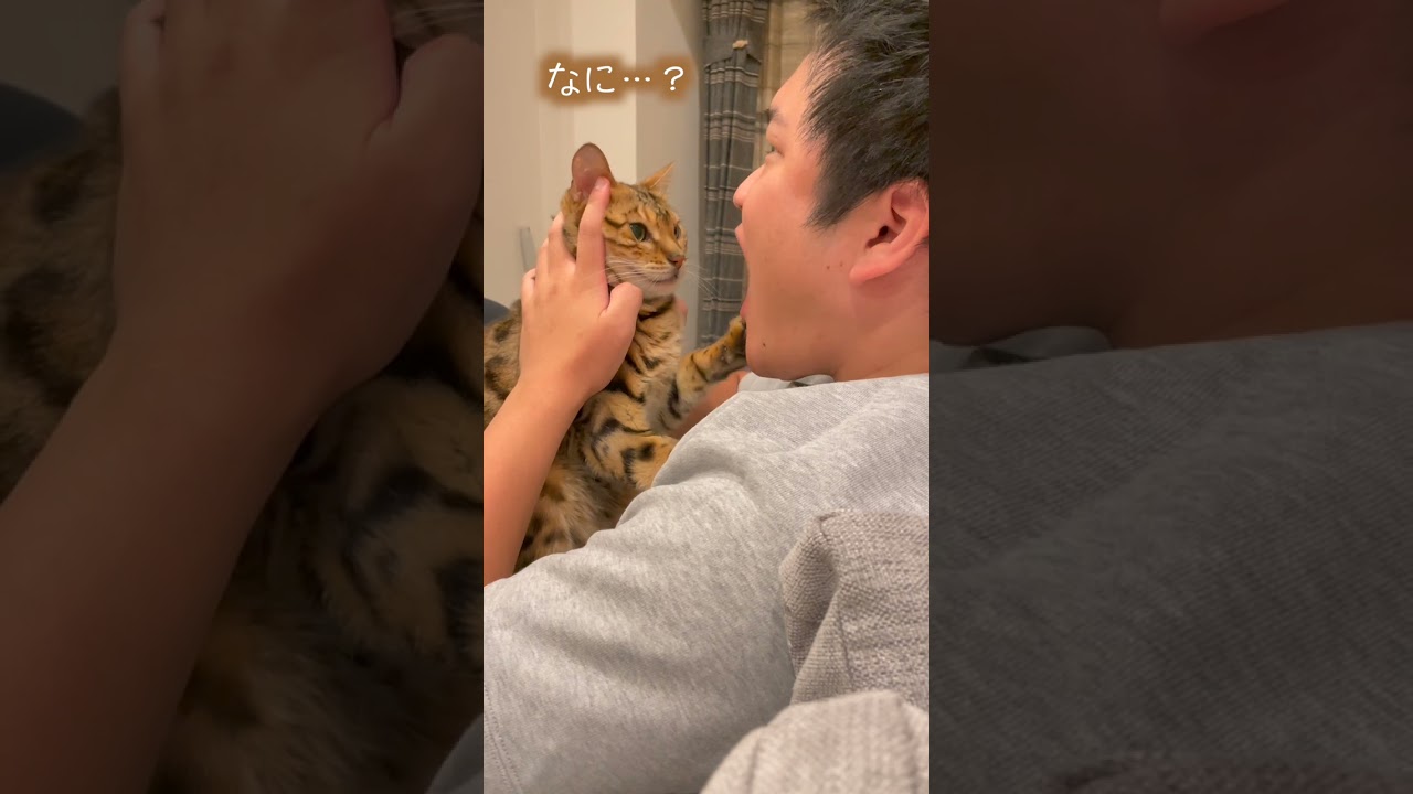 猫を食べるフェイントをした時の反応 #shorts