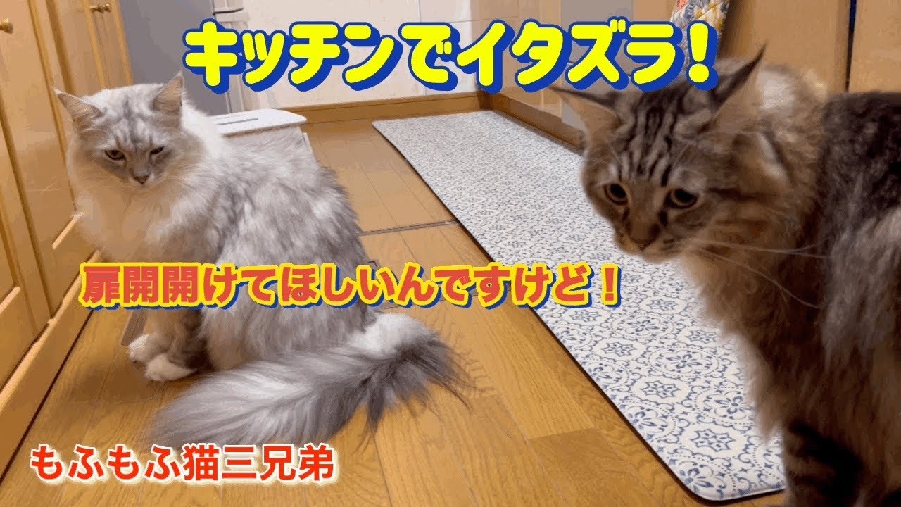 キッチンでイタズラ！必死に扉開けようと頑張ってるラガマフィン猫が可愛い