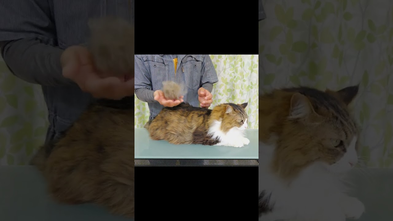 俺の想い世界に届け！500万回再生された大型長毛猫のファーミネーター毛文字メッセージ【ボス吉FURminator2020】#Shorts