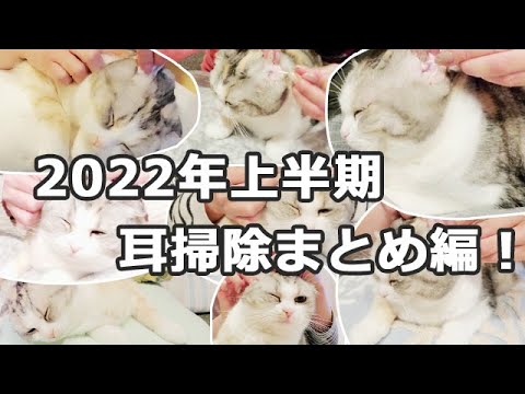 2022年猫の耳掃除上半期まとめ編！【スコティッシュフォールド】