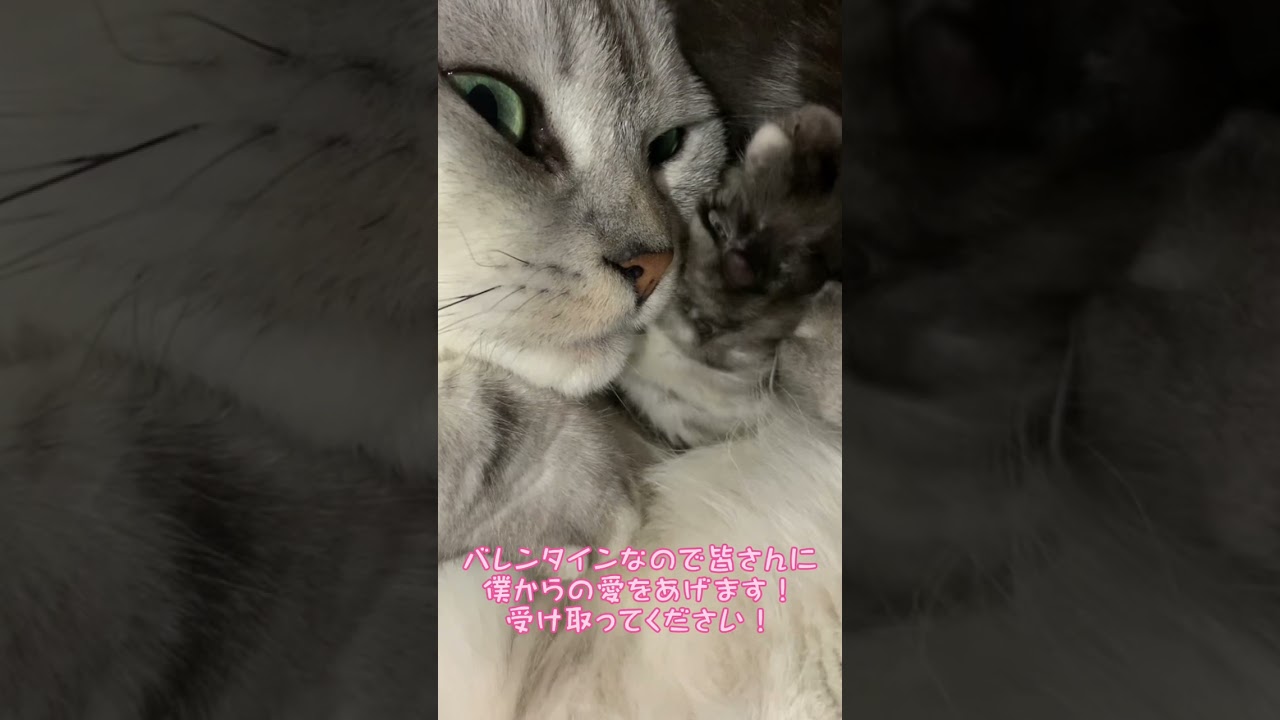 2023年のバレンタインデー！我が家の猫から皆さんに愛のプレゼントがあります! #shorts