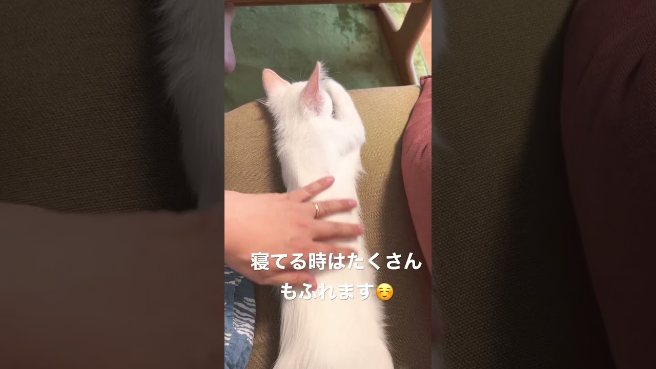 寝てる子猫をもふります【生後3ヶ月のラグドール】